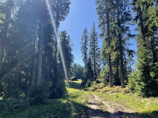 Hütte auf einer Lichtung am Arberschachten, herbstlich, blauer Himmel