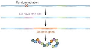 de novo gene generation