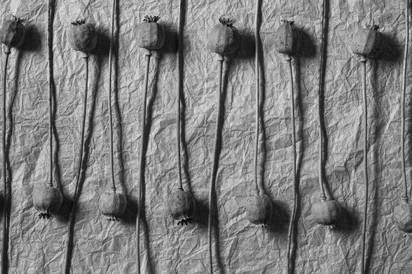 Black and white photo, contrasty, gives the impression of being grainy but isn't. Background is a much crumpled and uncrumpled piece of Korean mulberry writing paper.

On the paper two lines of Papaver somniferum (breadseed poppy) seed pods, the cultivar Hungarian Blue, that remains mostly closed after ripening - this trait deliberately bred in so the seeds will not spill. Nevertheless there are a couple of stray seeds on the paper. The lines of pods are interlaced like a zipper and converge gently out of frame to the right.
