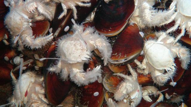 Weiße wollige Krabben und rotbraune Muscheln