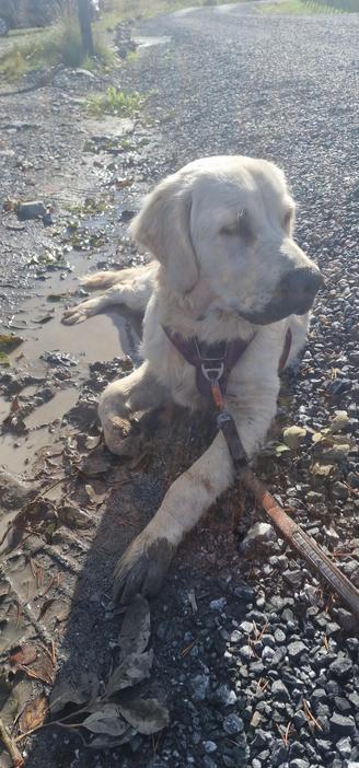 Golden retrievervalp som njuter av att ligga i en lerpöl.