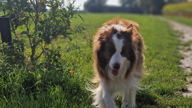 Hund auf sonnigem Feldweg