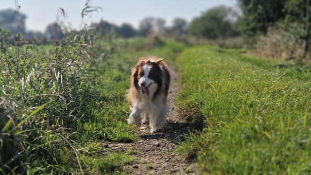 Hund auf sonnigem Feldweg