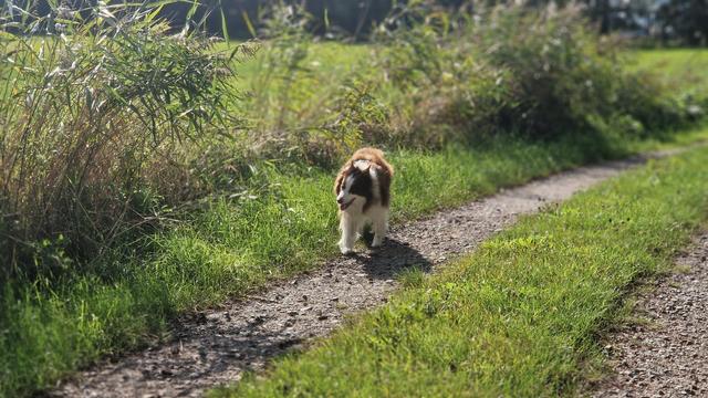Hund auf sonnigem Feldweg
