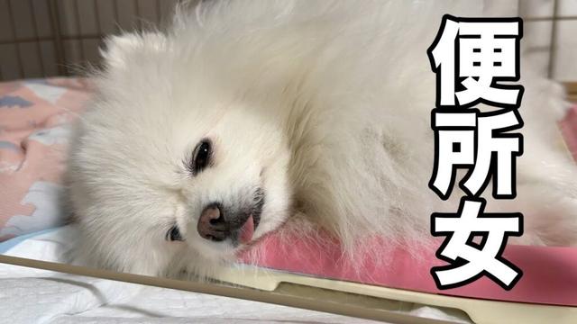 ぐーたらポメラニアンのだらしない姿をご覧下さい