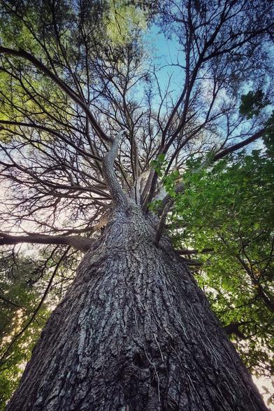 A low-angle shot looking up a large, tall tree with rough, textured bark. The tree branches spread out into a dense canopy of green leaves against a bright, clear blue sky. The sunlight filters through the leaves, creating a bright and airy mood.