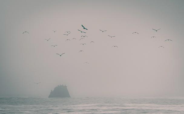 A view out to see and a stack with birds on it.  In the air above, apart from the mist, are a group of Heermann's Gull, flying out to sea and dissappearing into the mist.  Grey gulls, but not really identifiable from this picture - I had seen them before they toook to the air.