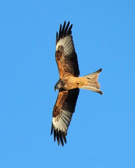 A red kite soars overhead, it's winged fully extended. Behind is a clear blue sky. The sun illuminates the birds feathered body. Wales, UK.