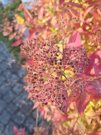 Viele kleine Blüten von nahem