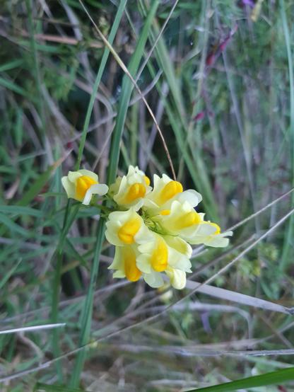 Gelbe Blüten