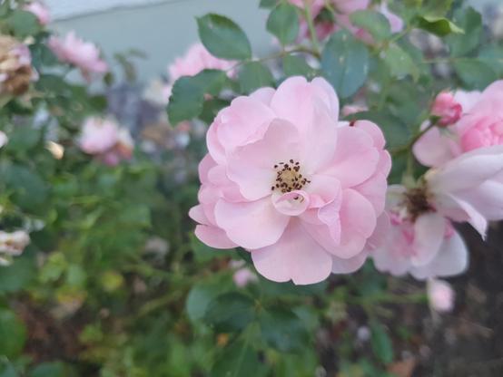 Eine pinke Rose