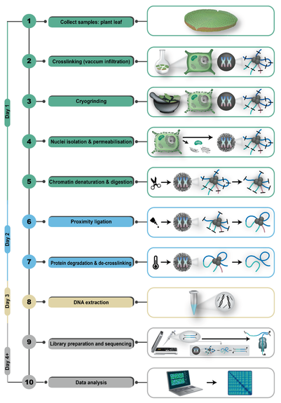 Plant genome sequencing workflow. Reference and description: https://www.doi.org/10.20944/preprints202508.1176.v2