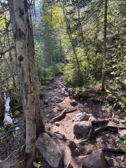 A forested hiking trail surrounded by tall trees and rocky terrain. Sunlight filters through the foliage, illuminating the path that winds through the greenery.