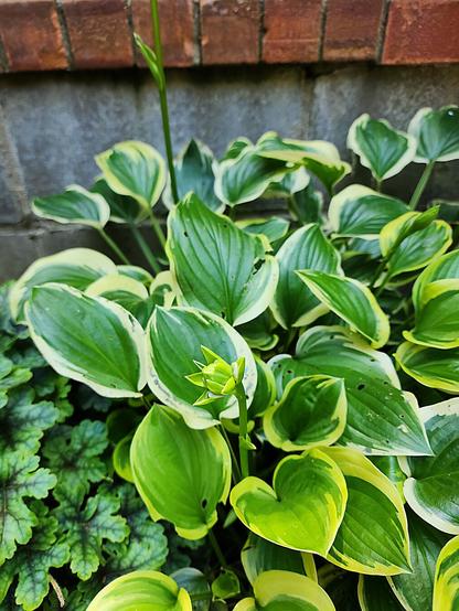 Vivid green hostas with white or yellow trimmed leaves are currently blooming in late September in northern Mississippi. Tall stalks with white flowers have emerged from the center of each plant. The hostas are bordered by ‘Tapestry’ Heucherellas.