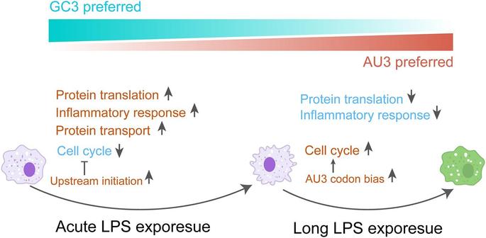 Translational regulation during macrophage polarization. LPS stimulation induces time-dependent translational regulation, which is associated with uniquely dynamic changes of codon usage in macrophages.