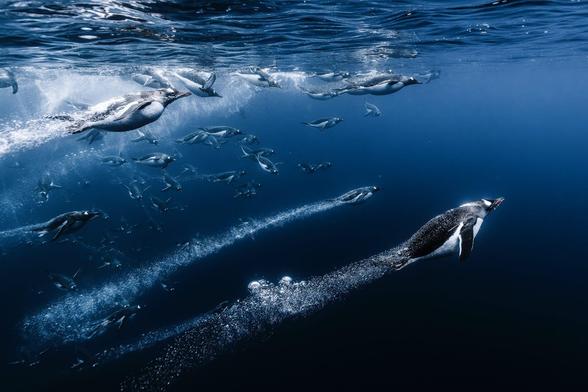 Romain Barats. Gentoo penguins resembling rockets dart through the water, Antarctica