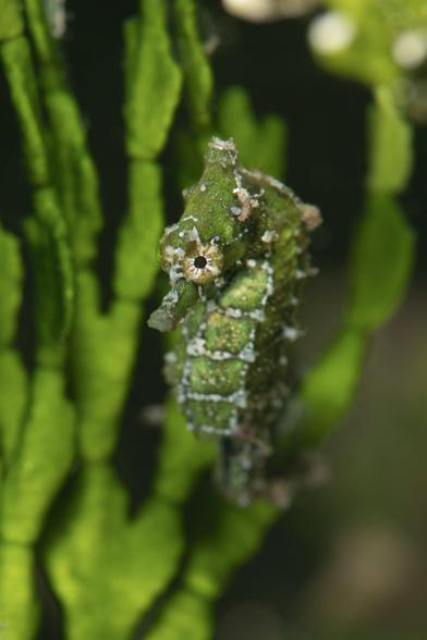 Richard Smith. A dwarf seahorse hides among green algae, U.S.