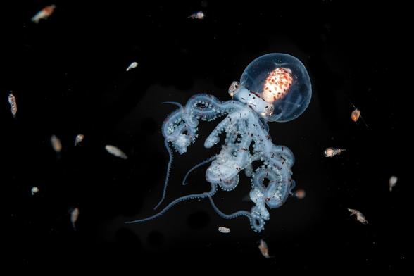 Jialing Cai. A juvenile wunderpus octopus is surrounded by a variety of small zooplankton, such as larval shrimps, crabs, and worms, Anilao, Philippines
