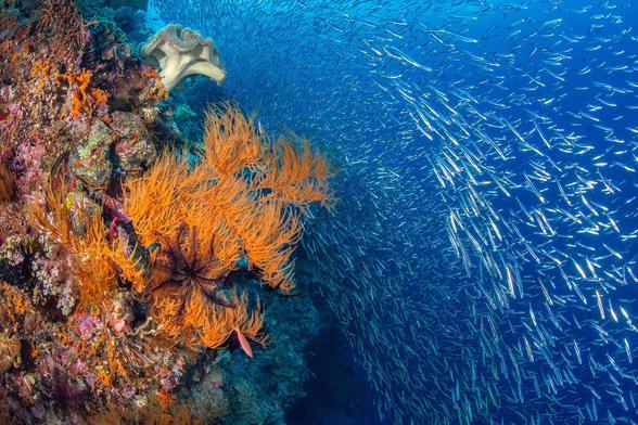 Jenny Stock. A healthy reef in Raja Ampat, Indonesia