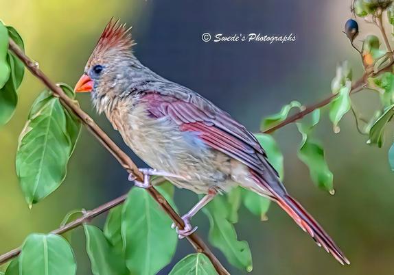 "A female Northern Cardinal perches gracefully on a leafy branch, her body angled left as if mid-thought or mid-song. Her plumage is a soft blend of brown and gray, with warm reddish tinges brushing her wings, tail, and crest—like embers smoldering beneath ash. Her crest is raised, giving her a look of quiet alertness, and her bright orange beak stands out like a punctuation mark against her muted feathers.

The branch she rests on is lush with glossy green leaves, some catching light, others shadowed. In the upper right corner, small berries cluster like ornaments, adding a touch of color and texture to the scene. The background is softly blurred, a wash of green that frames her without distraction, allowing her subtle beauty to take center stage.

She appears still, yet charged with intention—an understated sentinel in the morning brush. The lighting is gentle and precise, revealing the fine detail of her feathers and the quiet dignity of her pose. She is not flamboyant like her male counterpart, but regal in her restraint. - Copilot