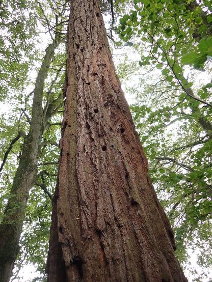 The tall red trunk of a giant redwood. Last of my 50 different trees I can see on walks from my house. One each day for the last 50 days. 

Here's what I've taken a photo of each day

1	Silver Birch
2	Aspen
3	Sessile Oak
4	Alder
5	Wild Cherry
6	Hazel
7	Turkey Oak
8	Yew
9	Lime
10	White Poplar
11	Field Maple
12	Ash
13	Rowan
14	Western Hemlock
15	Sweet Chestnut
16	Common Whitebeam
17	Scots Pine
18	Elder
19	Horse Chestnut
20	Atlas Cedar
21	Holly
22	Monkey Puzzle
23	Common Beech
24	Lodgepole Pine
25	Goat Willow
26	Western Red Cedar
27	Crab Apple
28	Ginkgo
29	White Willow
30	Sitka Spruce
31	Grey Alder
32	Cedar of Lebanon
33	Hornbeam
34	Cappadocian Maple
35	Larch
36	Wych Elm
37	Sycamore
38	Norway Maple
39	Black Pine
40	Pedunculate Oak
41	Italian Alder
42	Hiba
43	Norway Spruce
44	Douglas Fir
45	Red oak
46	Hybrid Black-poplar
47	Grand Fir
48	Hawthorn
49	Noble Fir
50	Giant Redwood