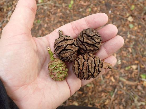 Fallen cones of a giant redwood in my hand. Mainly brown. There's a young green one too.