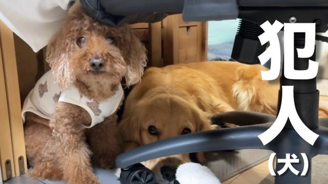 ご飯の袋を破って食べたのがバレた時だけ団結力が上がる犬...【ゴールデンレトリバー・ボーダーコリー】