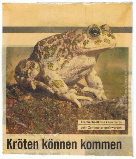 Zeitungsausschnitt:
Ein Foto von einer hellen Kröte mit grünlichen Flecken. Darunter die Überschrift des Artikels: "Kröten können kommen". Der Artikel selbst ist abgeschnitten. Das Foto hat noch eine Beschriftung: Die Wechselkröte kann bis zu zehn Zentimeter groß werden.