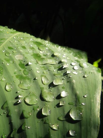 A green palm leaf in closeup with water drops on black background