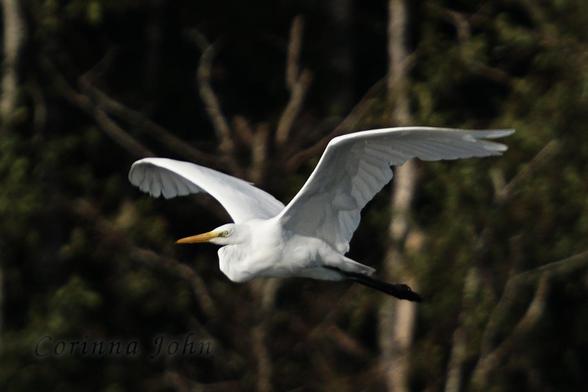 Fliegender Silberreiher