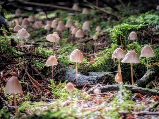 A low-angle macro shot of numerous small, pale mushrooms with ribbed caps growing on a mossy forest floor. The scene is cluttered with decaying pine needles, twigs, and green moss. A delicate spiderweb stretches between two of the mushrooms in the foreground. Sunlight filters through the canopy, illuminating the scene and creating a soft, ethereal glow.