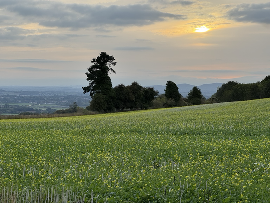 Soft evening sun in a cloudy sky,  flowers dotted in meadow like setting in the foreground. Not wild though, been planted as some sort of crop I think.