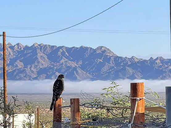 A bird which looks kind of (but not exactly) like a red-tailed hawk sits on a fence post in front of an enormous sweeping arid valley with a layer of fog heavy under the mountains in the background