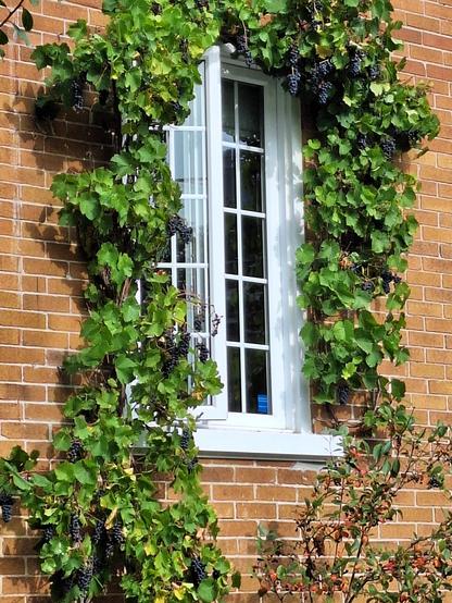 Une vigne entoure une fenêtre, de belles grappes de raisins pendent, et il suffit de tendre la main pour en cueillir une et savourer ses fruits délicieux.
© 2025, Chartrand Saint-Louis, photographie