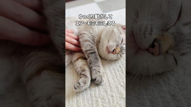 元野良猫くう|激変|家猫になると…どんどん優しい「猫パンチ」になっていく #shorts