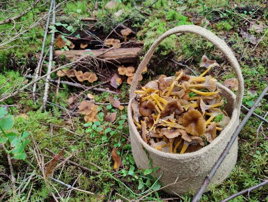 A woven basket filled to the brim with funnel chanterelles, surrounded by moss and more funnel chanterelles.