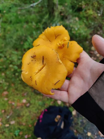 A white hand holding up two big chanterelles. The background is moss and a black bag at the bottom of the image.