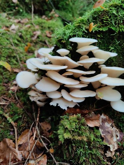 A cluster of angel wing mushrooms growing on a decaying log along with lots of moss.