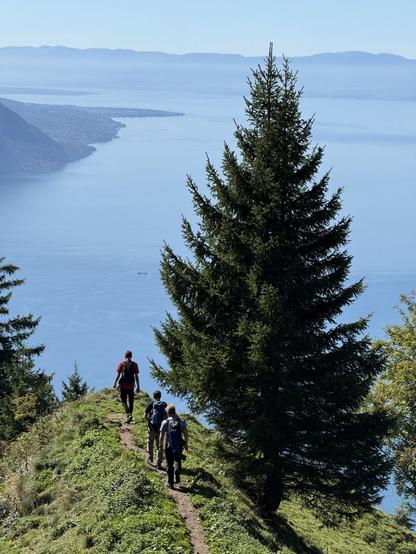 On the foreground, three people are walking on the edge of a hill with a large pine tree on their right. On the background, the Léman lake.