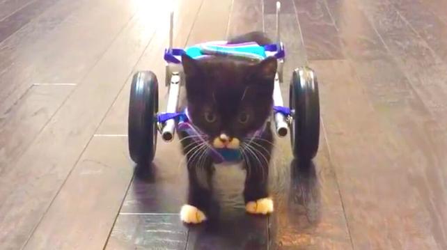 両足のないネコが、車椅子で歩けるようになった瞬間（動画あり） | TABI LABO