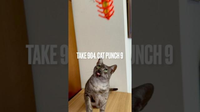 #毎日遊ぶ #猫玩具 #猫パンチ #catpunch #毎日おねだり #egyptianmaucat #エジプシャンマウ #エジプシャンマウスモーク #エジプシャンマウの仲間たち #shorts