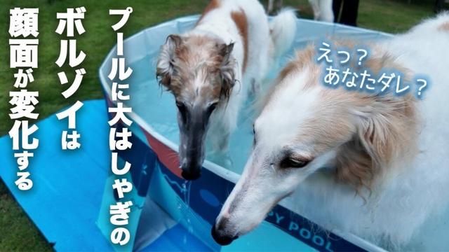 【プール】プールが大好きなボルゾイ達！ん？顔の色が？笑