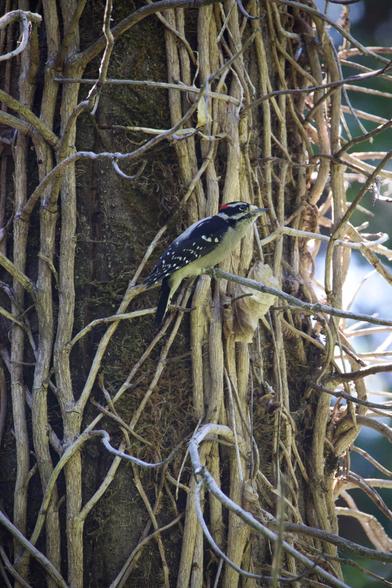 A small woodpecker perched on a mess of dead vines or suckers growing up a tree trunk. The bird is seen in profile looking up and to the side with an expression easily anthropomorphized as pensiveness. It has dapper black and white wings, slightly dingy but luxuriously soft-looking belly feathers. It has a cute little beak, face stripes, and a bright red patch on the back of its head.