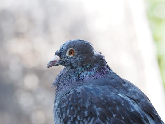 Close up of a molting pigeon