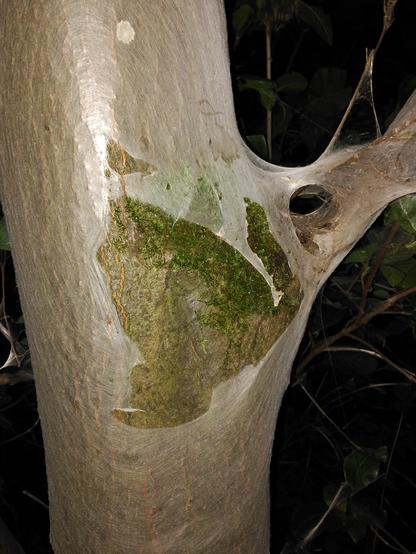 blitzlichtaufnahme eines etwas mehr als oberschenkel-dicken baums, dessen stamm und im bild befindliche astgabel komplett von einem vlies überzogen sind, das gespinst-raupen gesponnen haben um darunter geschützt zu sein. die seide glänzt silbrig schimmernd, besonders in der mitte des stammes. in der bildmitte, auf höhe der besagten astgabel, ist die seidenhülle fetzig aufgerissen, zeigt die matt graue rinde darunter und grünes moos das auf ihr wächst. von den raupen selber ist fast nichts zu sehen, nur rechts über dem ast sind helle punkte unter der seidigen baumumhüllung zu erahnen