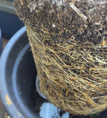 The roots of a potted passiflora