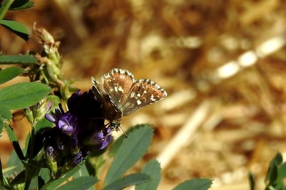 En la imagen se ve a una mariposa de colores marrones con diferentes tonos, posada sobre una flor de color morado blanquecino. Las alas de la mariposa están manchadas de motas de color blanco con forma cuadrada.. El borde presenta un patrón de manchas claras y oscuras alternas, semejante a un tablero de ajedrez. El fondo es borroso y de tonos marrones claros, posiblemente de hierba seca. También se ven algunas hojas de la planta donde se ha posado la mariposa.
