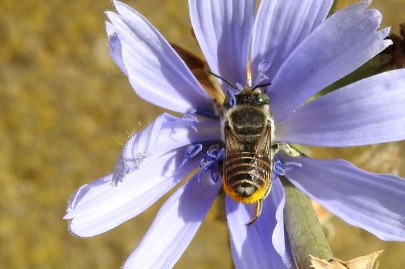 Un primer plano de una abeja solitaria sobre una flor de color lila azulado. La abeja tiene una mancha de color amarillo intenso en la parte inferior de su abdomen, posiblemente es el polen acumulado en toda la jornada. La abeja está con la cabeza completamente metida entre los estambres de la flor, rebuscando el preciado polen. El fondo tras la flor es borroso.