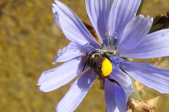 Otra toma de la misma abeja sobre la misma flor, pero esta vez, se aprecia el abdomen amarillo al completo, que destaca enormemente sobre el fondo azulado-lila de la flor.