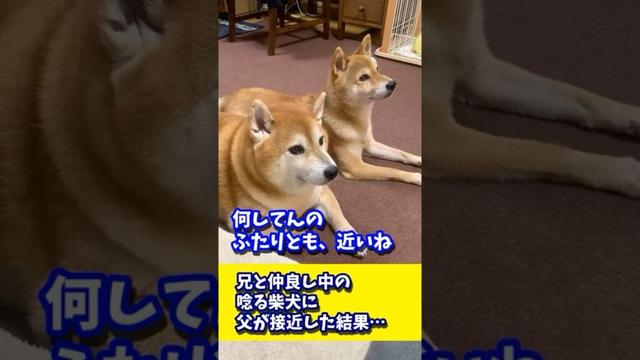 兄と仲良し中の唸る柴犬に父が接近した結果… #shibadog #柴犬 #sibainu  #犬のいる生活 #shorts